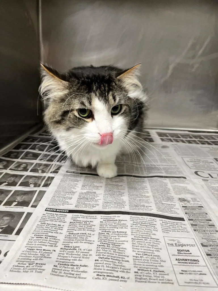 An adult extra large-sized male Domestic Short Hair cat named Beegee for adoption in Hopkinsville, KY