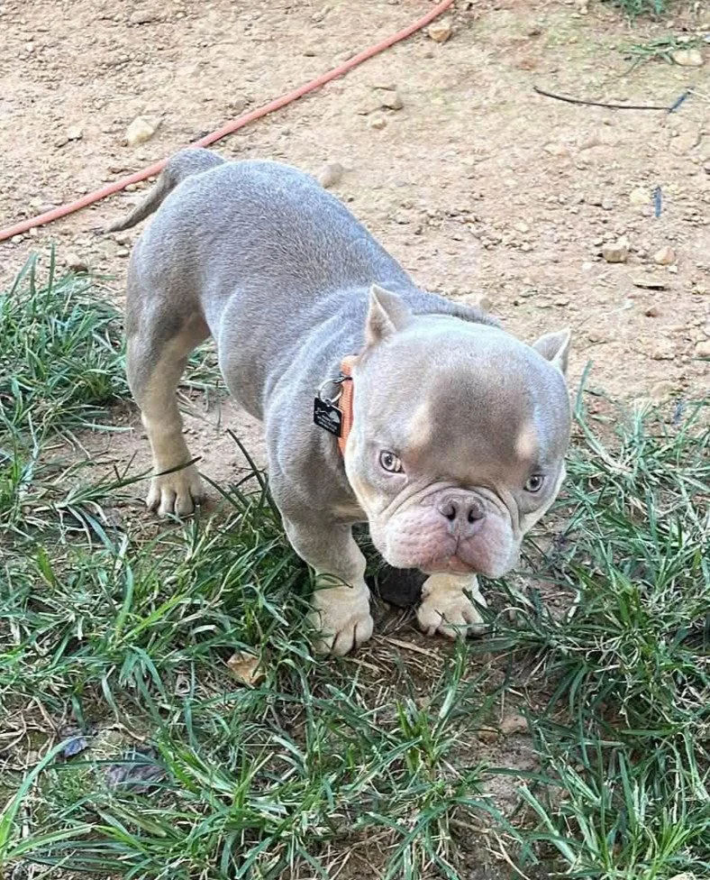 An adult small-sized male Pit Bull Terrier dog named Bobble for adoption in Spotsylvania, VA