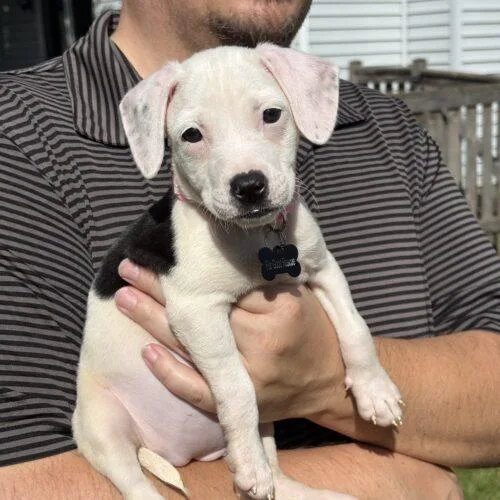 A baby small-sized female Beagle dog named Fern for adoption in Lincolnshire, IL