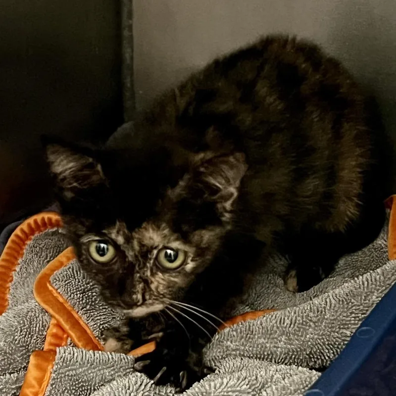 A baby small-sized female Domestic Short Hair cat named Summer Daze for adoption in Cumming, GA