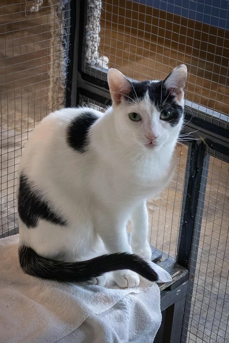 A young medium-sized male Black & White / Tuxedo Domestic Short Hair cat named Bandit for adoption in Greenville, DE