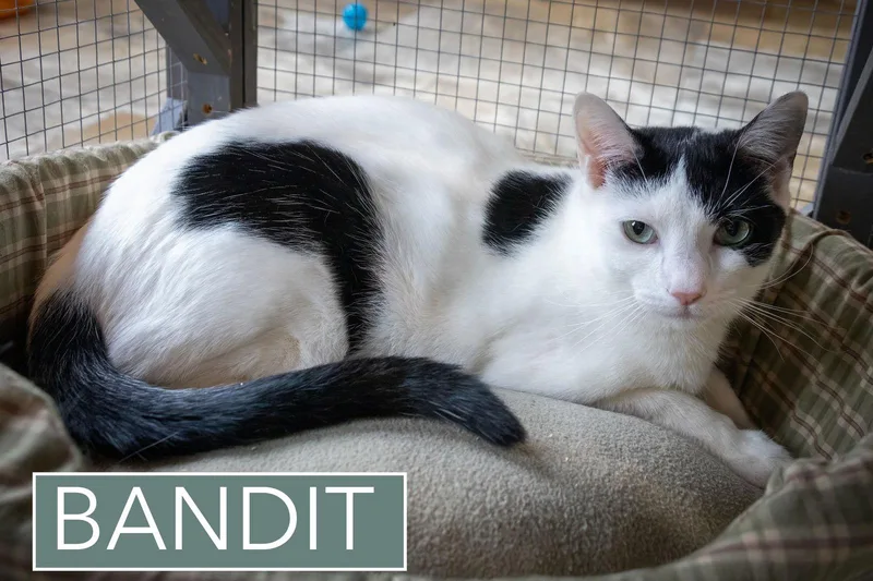 Bandit thumbnail 2