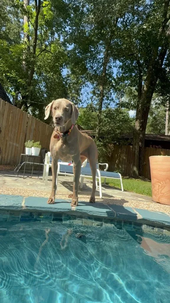 A young large-sized female Weimaraner dog named Roxy for adoption in Fayetteville, AR