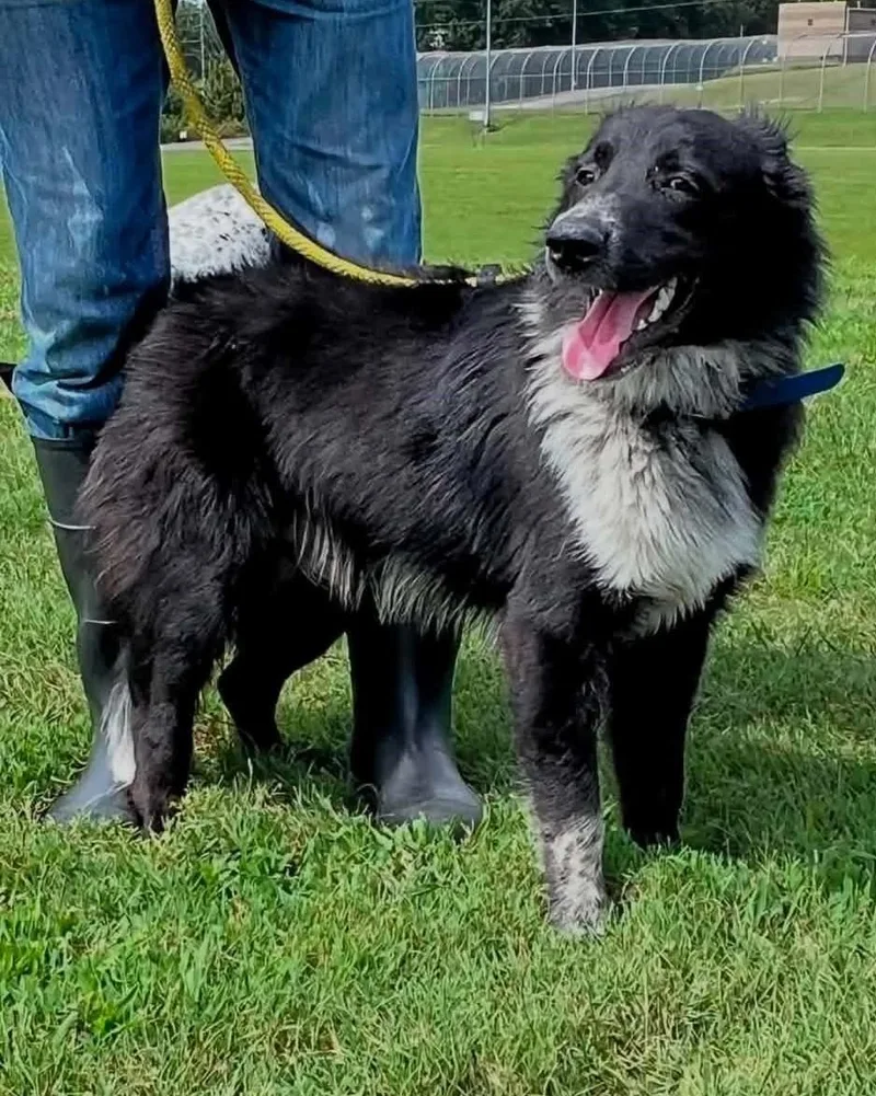 An adult medium-sized male Black Border Collie dog named Rocky for adoption in Homer Glen, IL