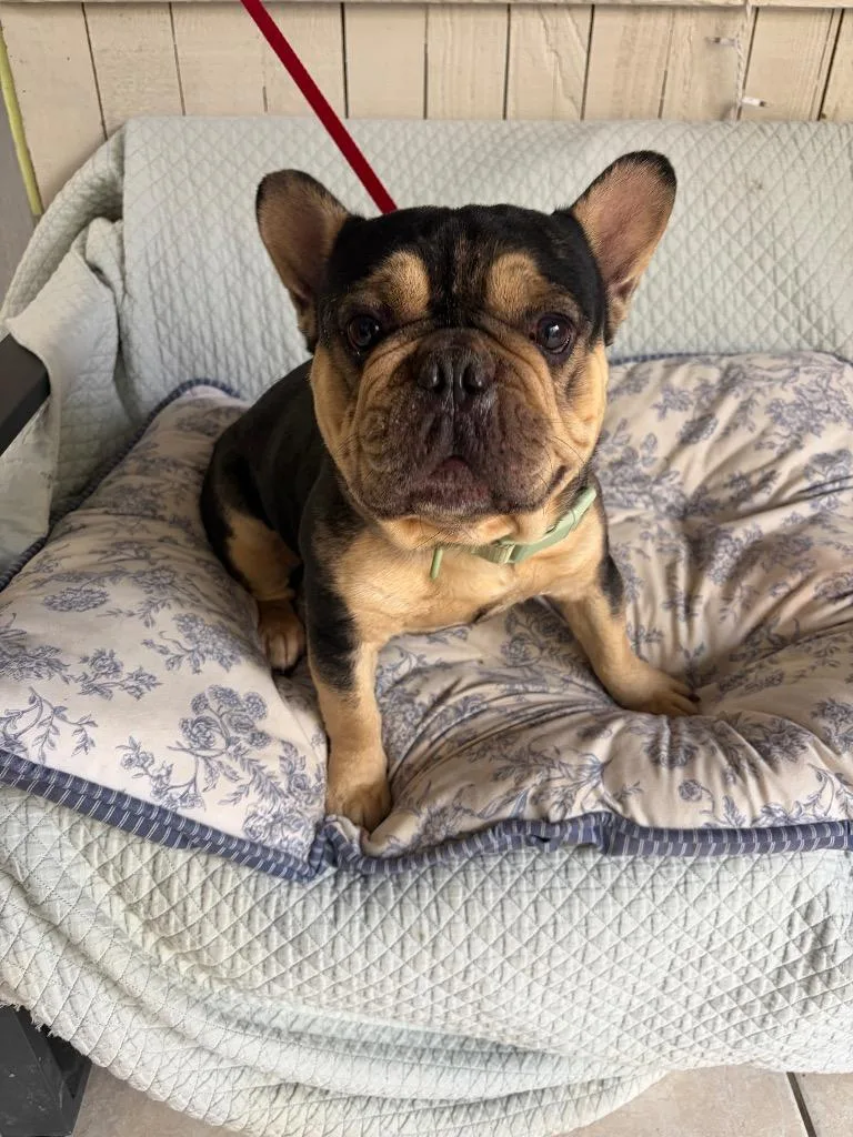 A young small-sized male French Bulldog dog named Cheecho for adoption in Fort Worth, TX