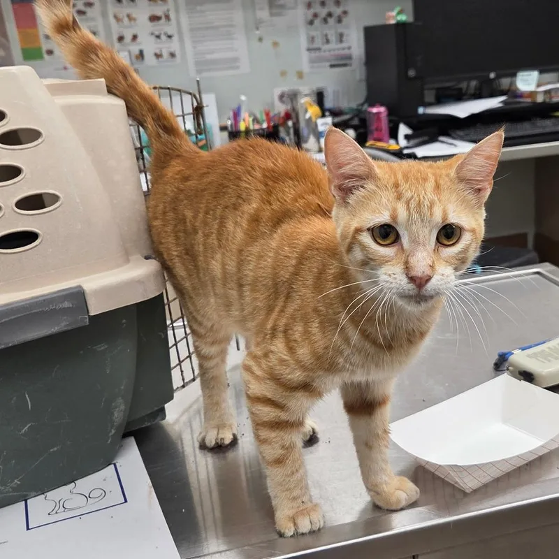 An adult medium-sized female Orange / Red Domestic Short Hair cat named Indie for adoption in Chattanooga, TN