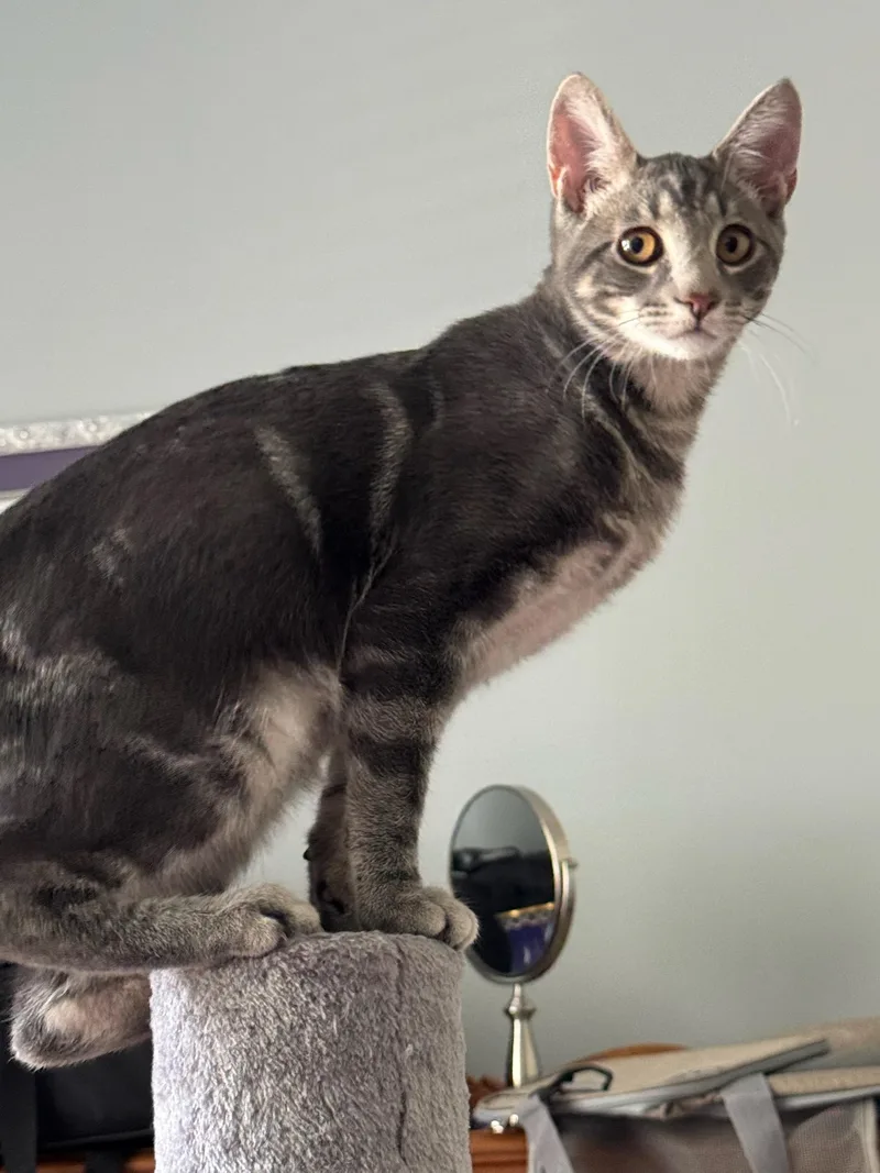 A young medium-sized male Tabby (Gray / Blue / Silver) Domestic Short Hair cat named Perry for adoption in Port Wentworth, GA