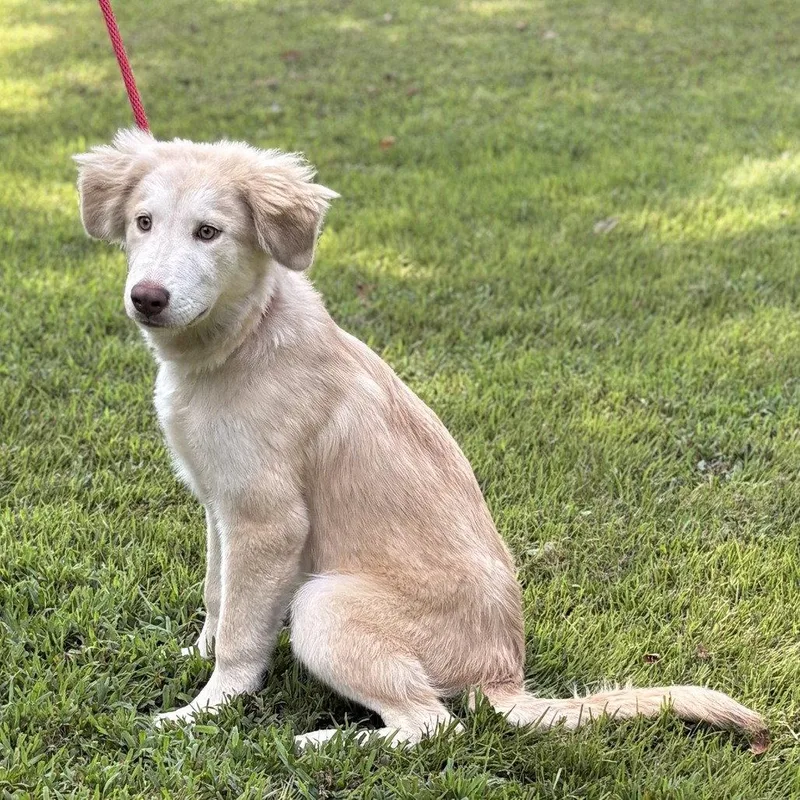 A baby medium-sized male Husky dog named Ranger for adoption in Locust Fork, AL