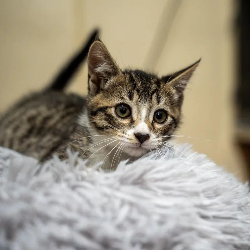 A baby small-sized male Brown / Chocolate Domestic Short Hair cat named Clover for adoption in Gainesville, GA