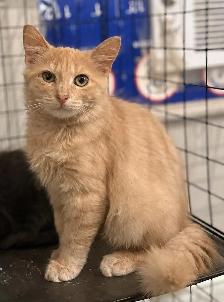 A baby medium-sized male Orange / Red Domestic Long Hair cat named Shaggy for adoption in Intercession city , FL