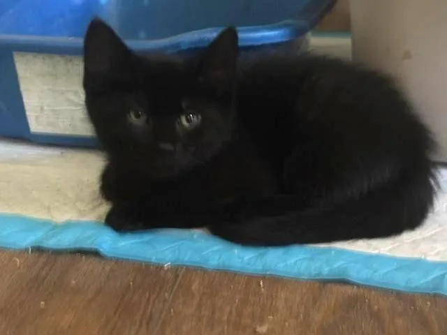 Licorice