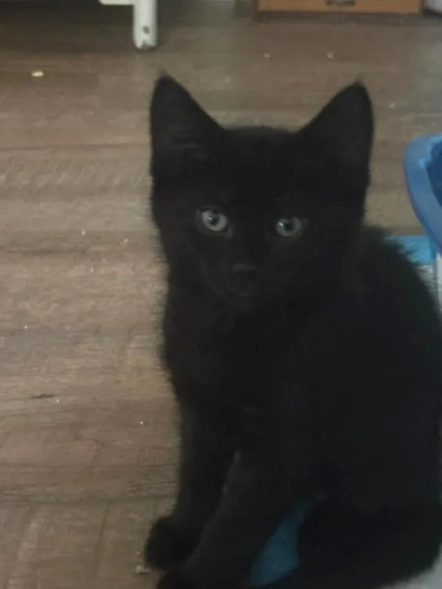 Licorice thumbnail 2