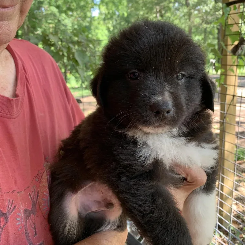 A baby large-sized male Black Great Pyrenees dog named Albie for adoption in Wadena, MN