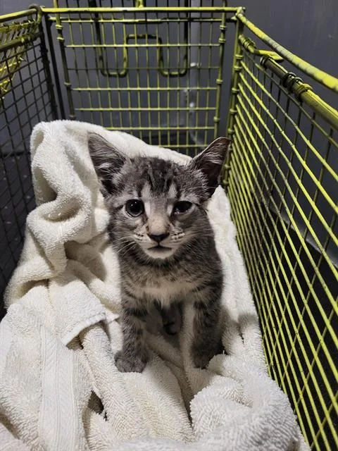 A baby small-sized female Domestic Short Hair cat named Lola for adoption in San Antonio, TX