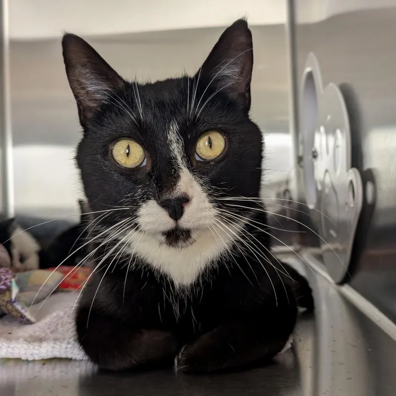 An adult medium-sized female Black Domestic Short Hair cat named Josephine for adoption in Portland, OR