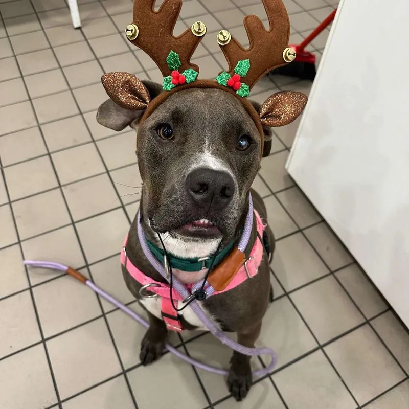 An adult large-sized male Gray / Blue / Silver American Staffordshire Terrier dog named Miracle for adoption in Long Island City, NY