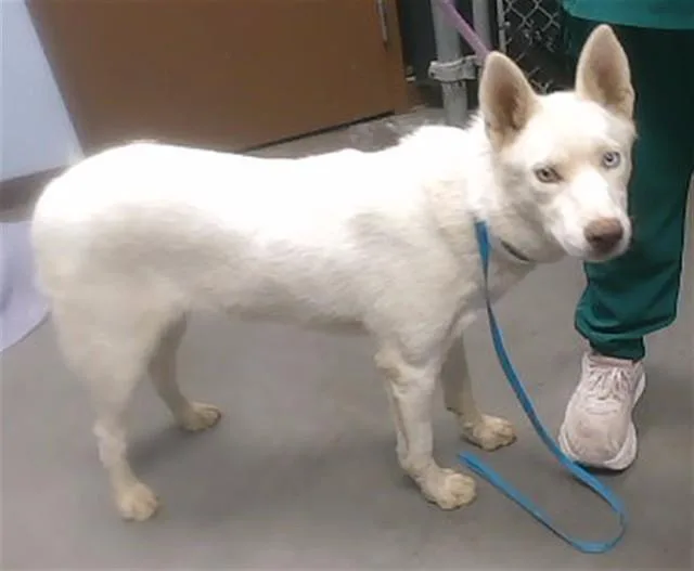 A young large-sized female Siberian Husky dog named Magenta for adoption in Phoenix, AZ