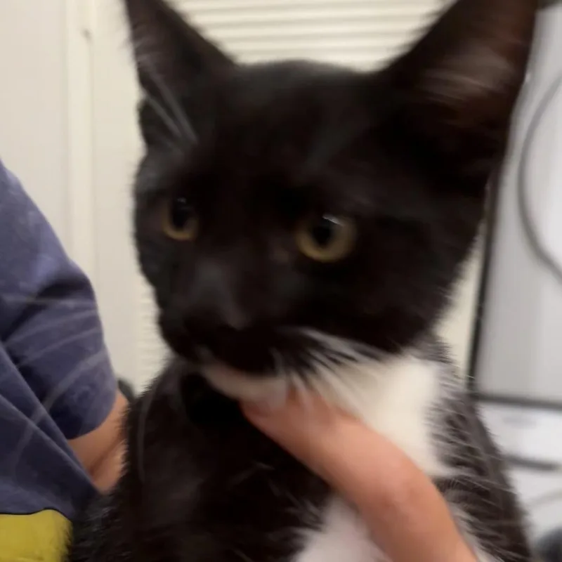 A baby medium-sized male Black Domestic Short Hair cat named Sam Costa Mesa for adoption in Chino Hills, CA