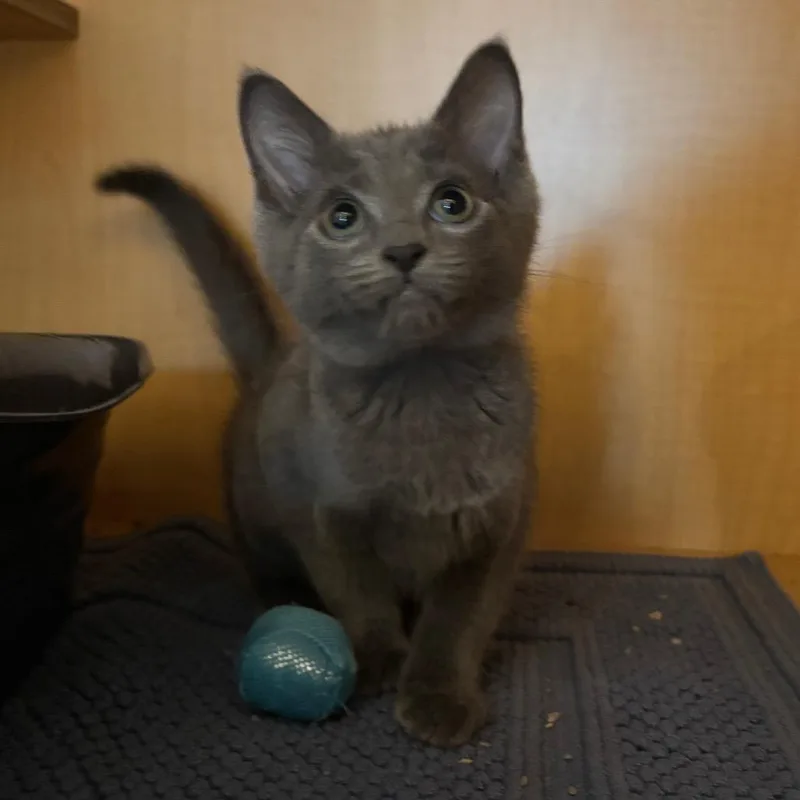 A baby small-sized male Gray / Blue / Silver Domestic Short Hair cat named Cat Pear for adoption in Washington Township, OH