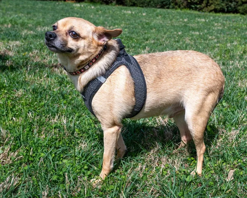 An adult small-sized male Chihuahua dog named Mr. Bob for adoption in Franklin, TN