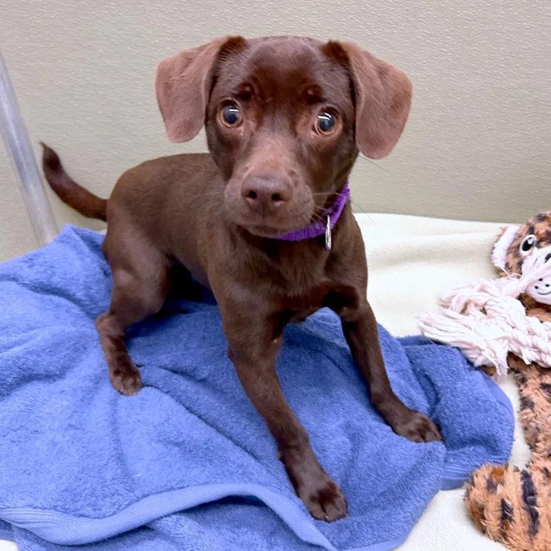 A young small-sized female Chihuahua dog named Sandstone for adoption in Woodinville, WA