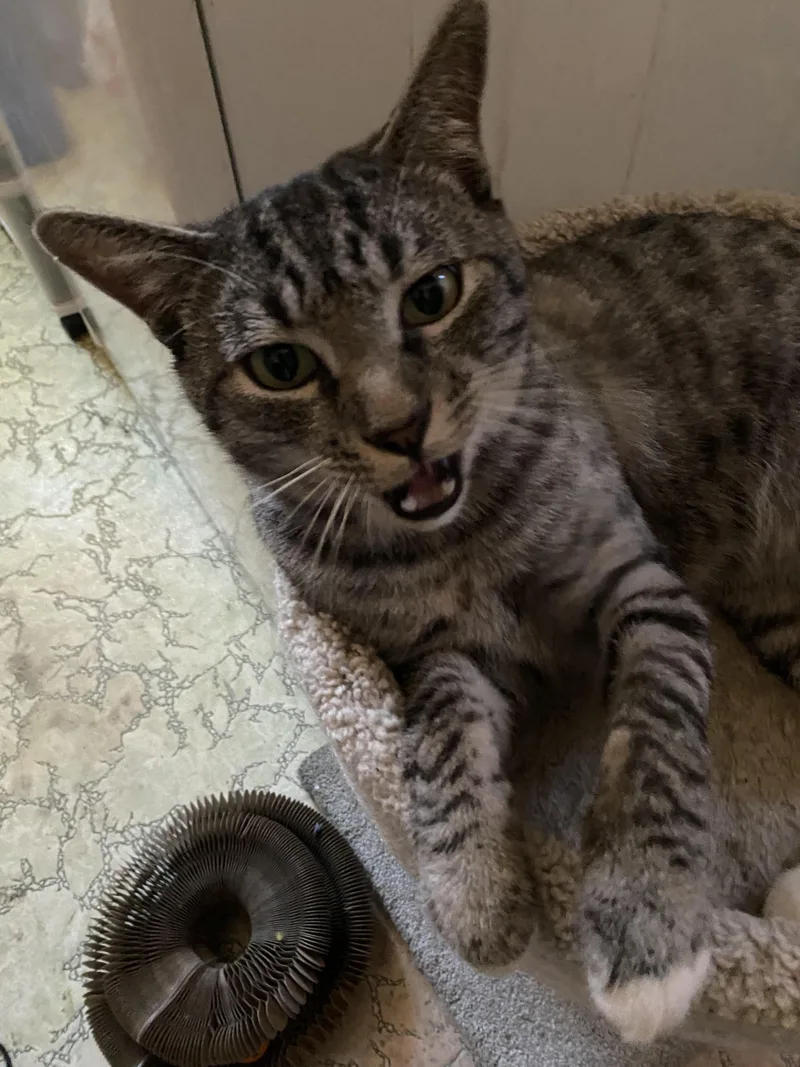 An adult medium-sized male Tabby (Gray / Blue / Silver) Domestic Short Hair cat named A White Tiger for adoption in Sherman Oaks, CA