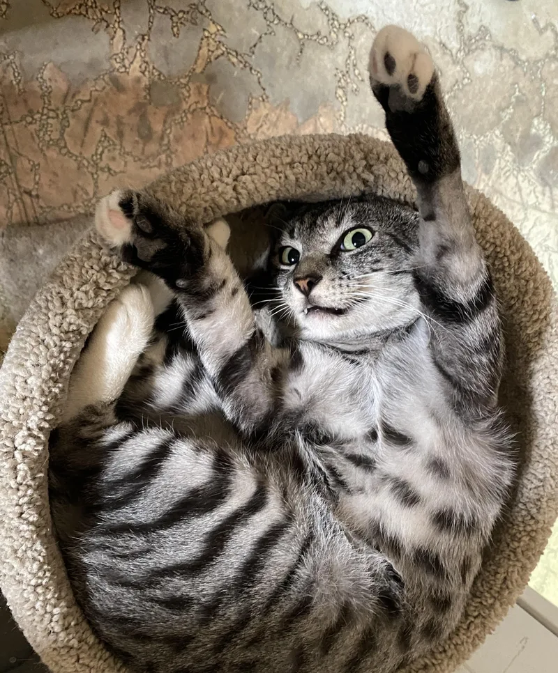 A White Tiger thumbnail 3