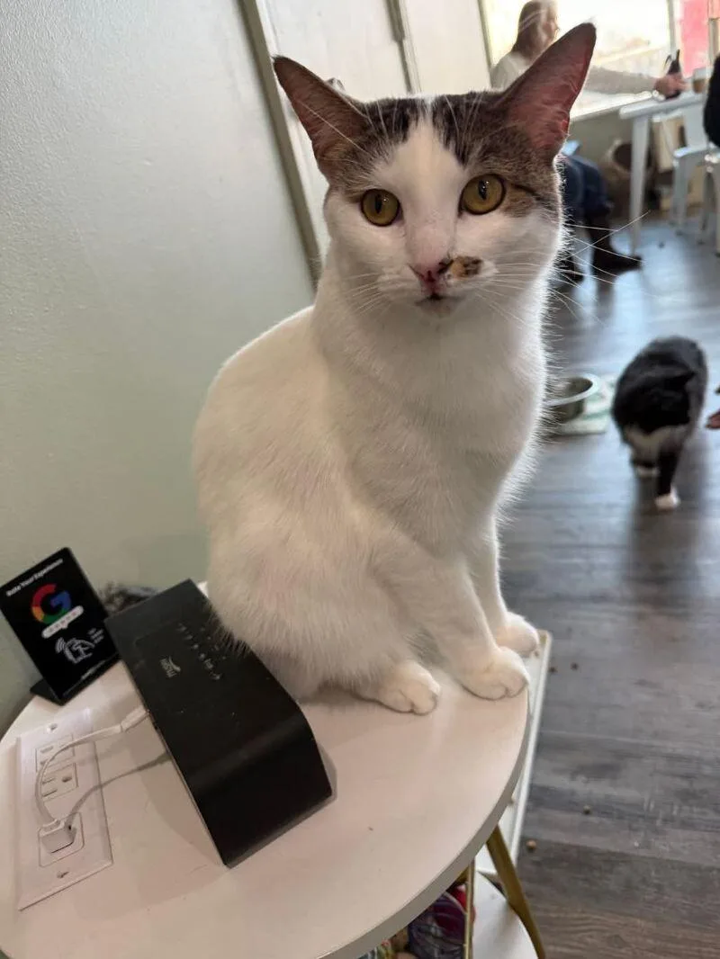 An adult medium-sized female Brown / Chocolate Domestic Short Hair cat named Chloe for adoption in Grand Rapids, MI