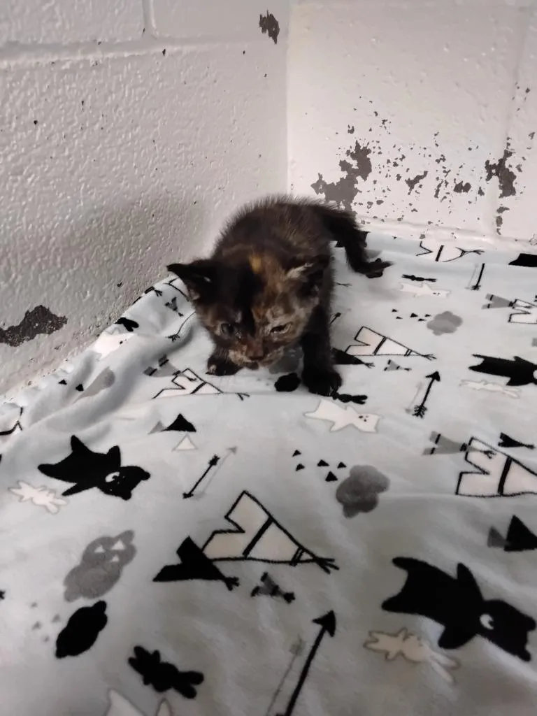A baby small-sized female Domestic Short Hair cat named Bobbi for adoption in Ada, OK