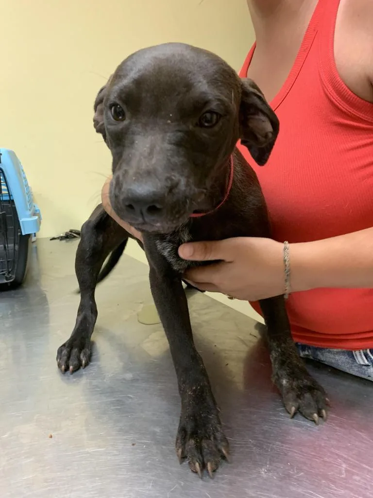 A baby medium-sized female Mixed Breed dog named Coffee for adoption in Florence, SC