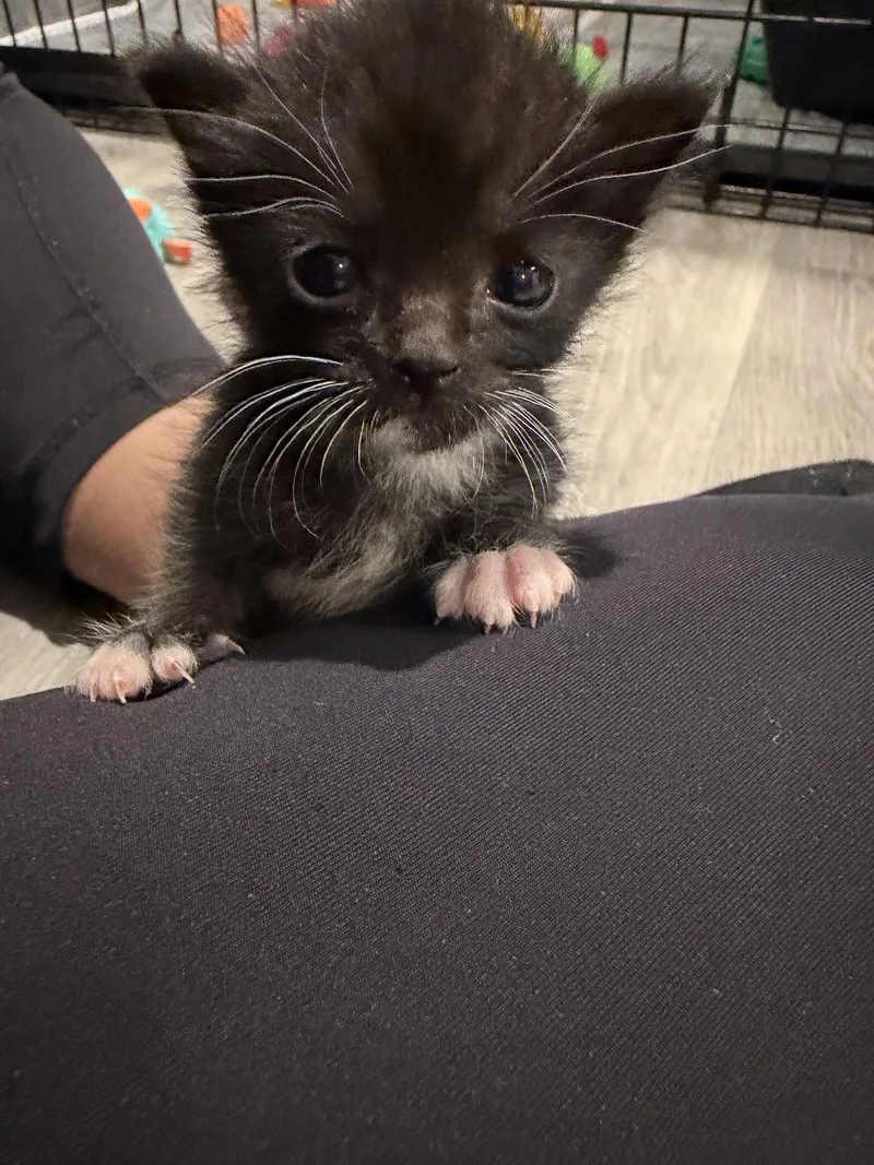 A baby medium-sized male Black Domestic Short Hair cat named Bandit for adoption in Houston, TX