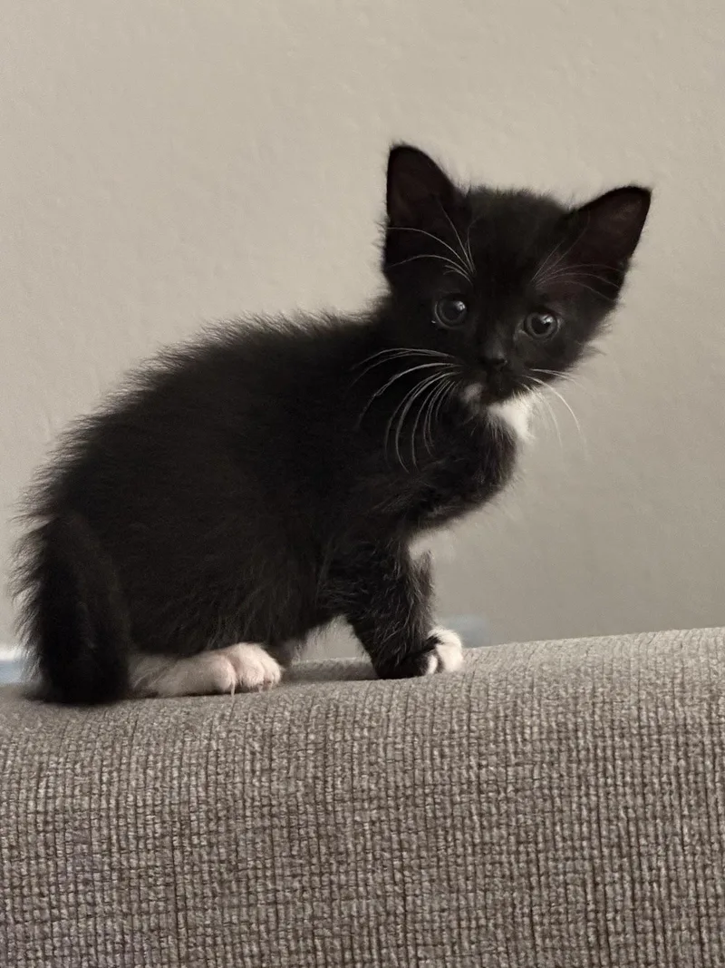 Bandit thumbnail 3