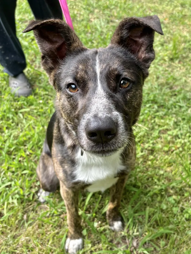 A baby medium-sized male Shepherd dog named Junior for adoption in Manchester, CT