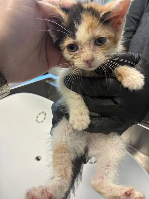 A baby small-sized female Domestic Short Hair cat named Tilly for adoption in Haw River, NC