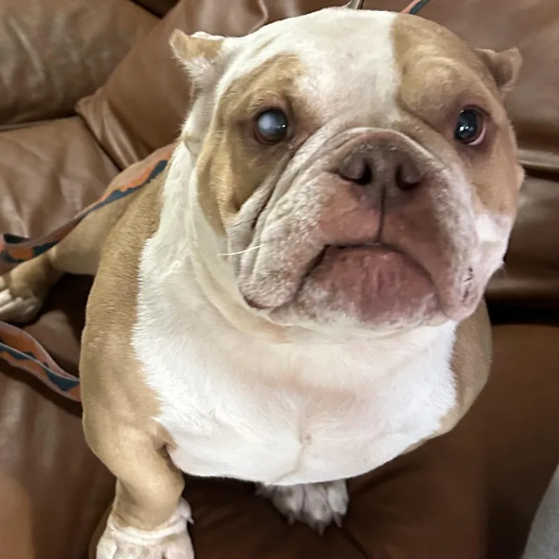 An adult medium-sized female Yellow / Tan / Blond / Fawn Bulldog dog named Bridget for adoption in Traverse City, MI