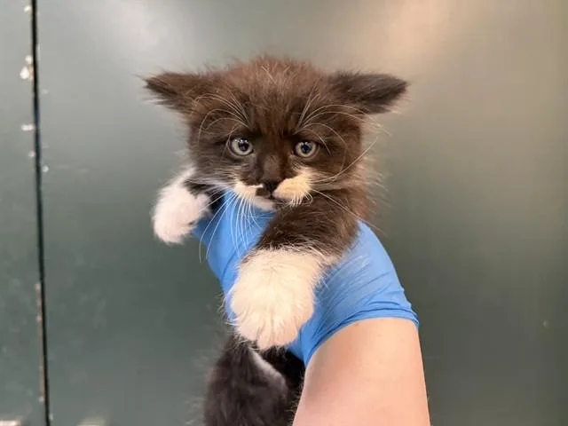 A baby small-sized male Domestic Medium Hair cat named Foxtrot for adoption in Thousand Palms, CA