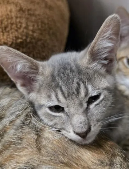 A young small-sized male Domestic Short Hair cat named Jinu for adoption in Phoenix, AZ