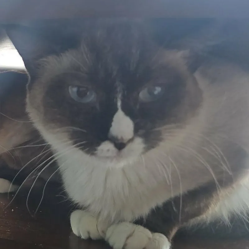 Thelma thumbnail 2