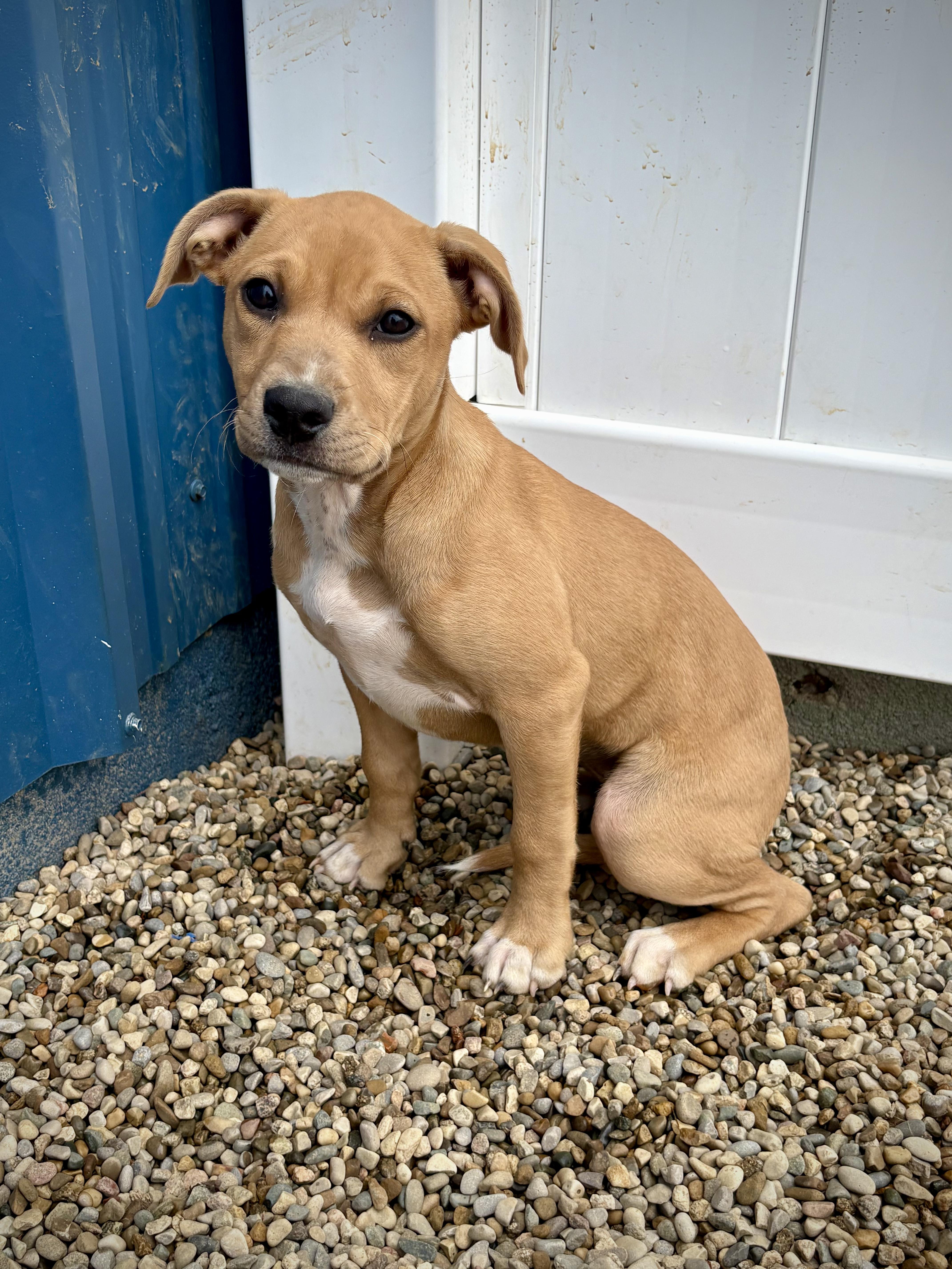 A baby large-sized female Yellow / Tan / Blond / Fawn American Bulldog dog named Natchez for adoption in Kalamazoo, MI