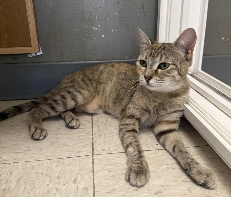 A young small-sized female Domestic Short Hair cat named India for adoption in Lemoore, CA
