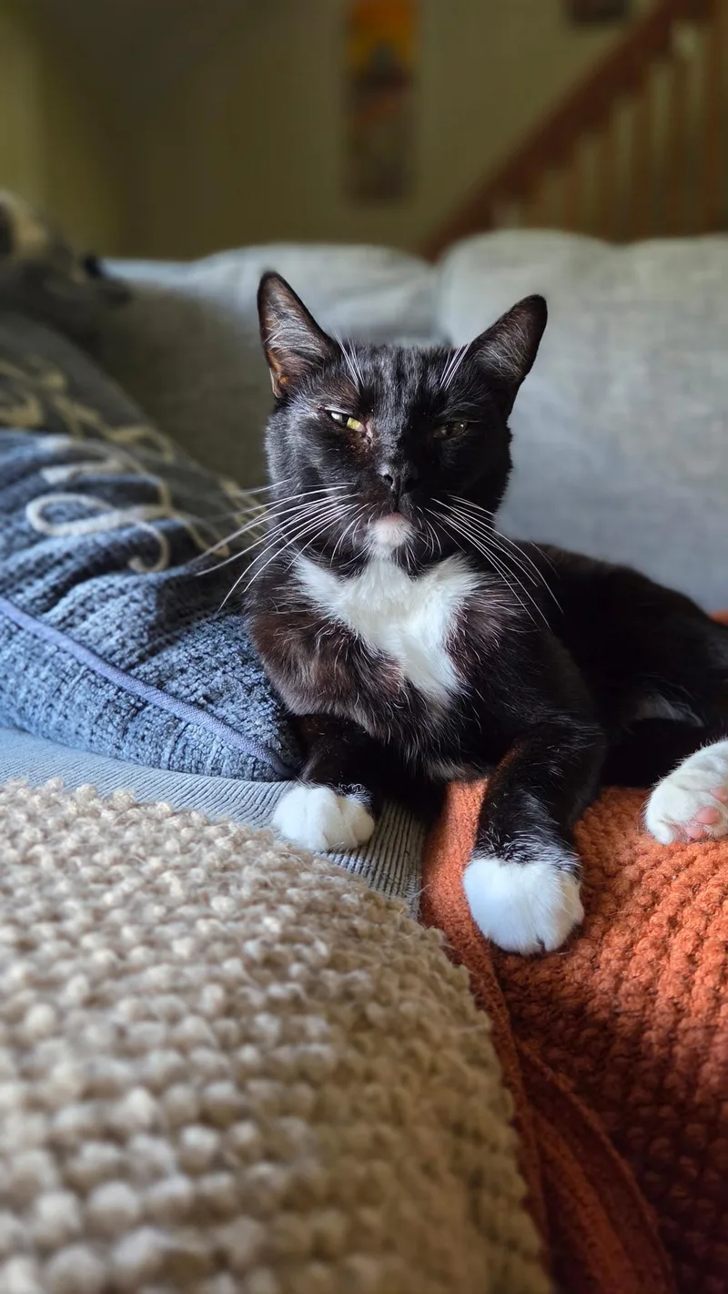 A young medium-sized male American Bobtail cat named Bobtail JASPER for adoption in pensacola, FL