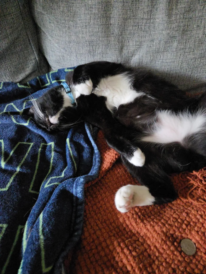 Bobtail JASPER thumbnail 2