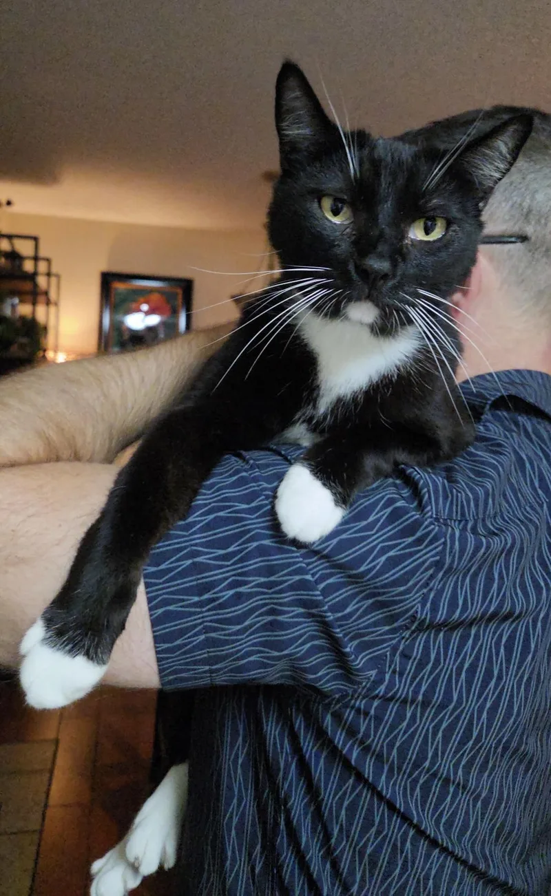 Bobtail JASPER thumbnail 3