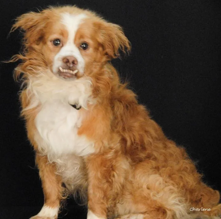 An adult small-sized male Red / Chestnut / Orange Spaniel dog named Pumba for adoption in Newland, NC