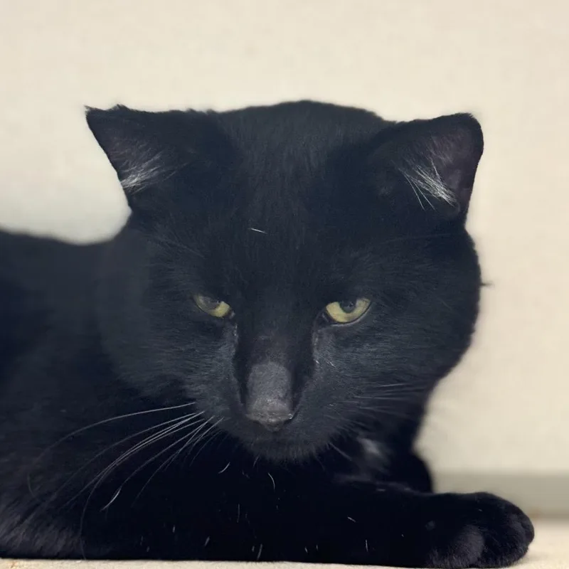 An adult large-sized male Black Domestic Short Hair cat named Bart for adoption in Wheeling, IL