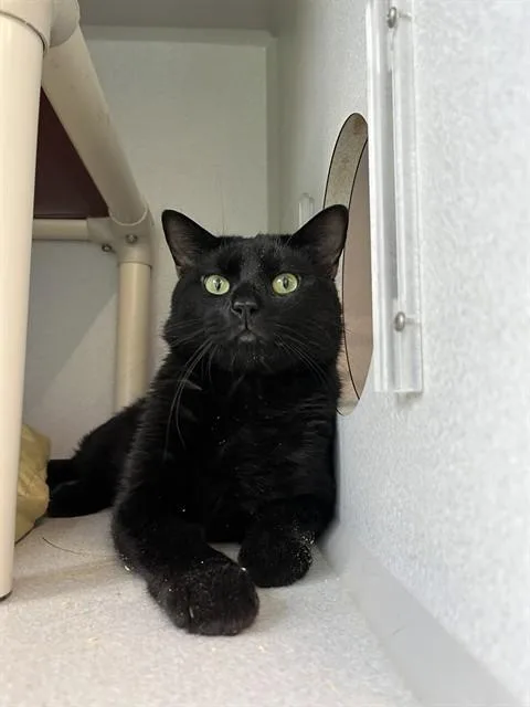 Simon