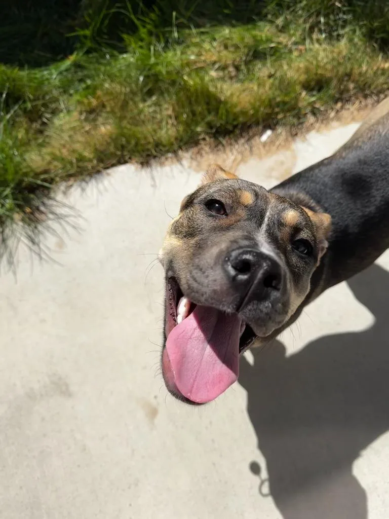 A baby medium-sized female Shepherd dog named Honey for adoption in Salt Lake City, UT