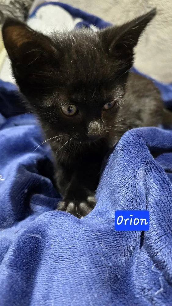Orion thumbnail 6