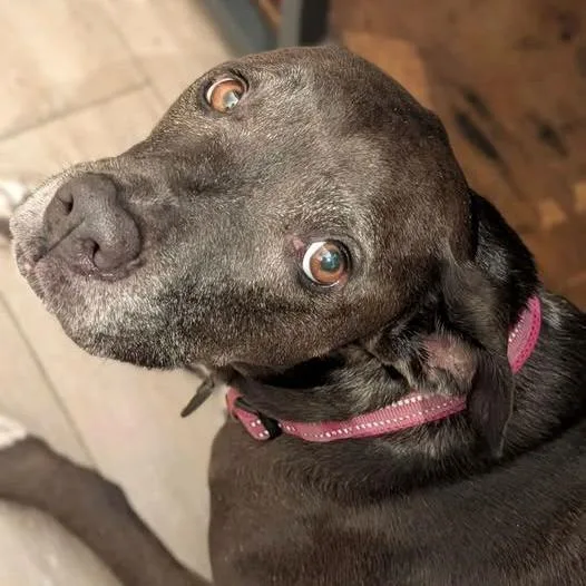 A senior medium-sized female American Staffordshire Terrier dog named Pepper Porter for adoption in Long Island City, NY