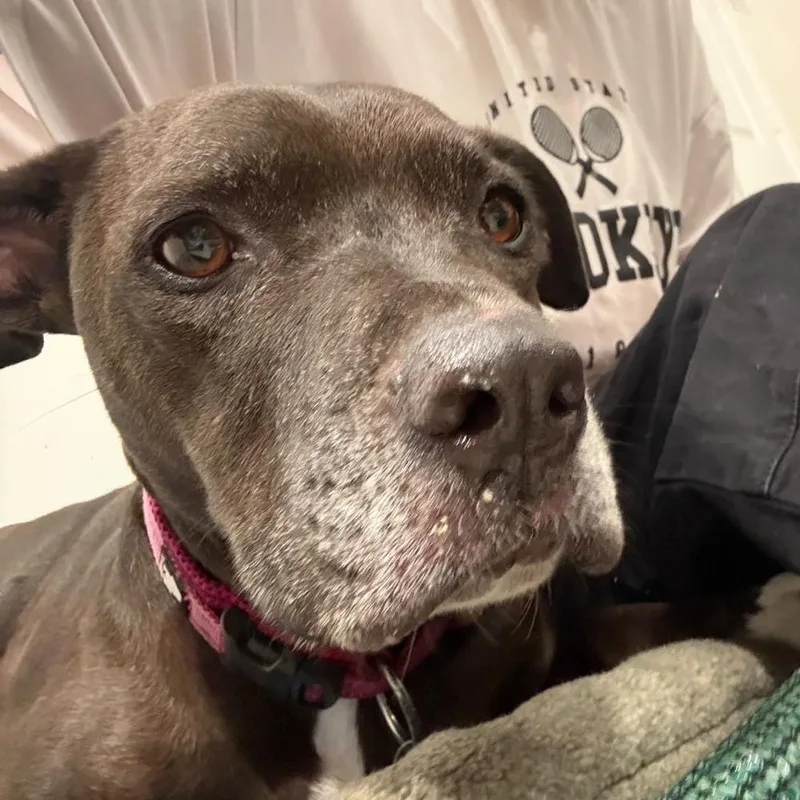 Pepper Porter thumbnail 3